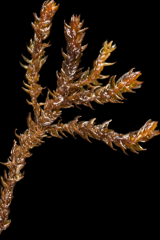 Andreaea alpina
